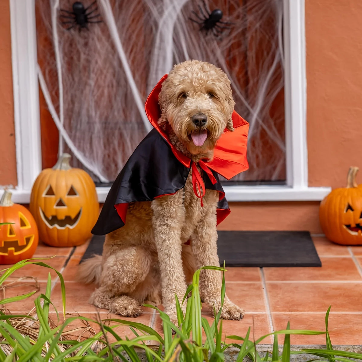 Vampire Cape Halloween Costume for Pets