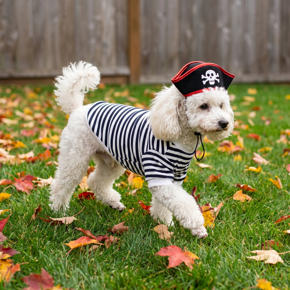 Pirate Costume with Skull Hat for Pets